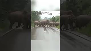 Elephant thanked them for letting them pass ❤️ #shorts #shortsvideo #shortsfeed