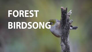 Forest Birdsong - Relaxing Nature Sounds - Calm Music, Relax Music ,Study Music, Zen