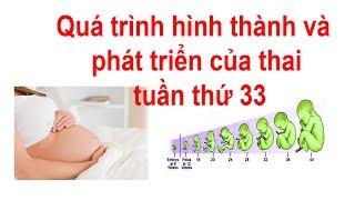 Quá trình hình thành và phát triển của con tuần thứ 33