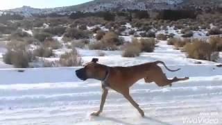 Great Dane Running