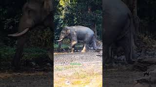 elephant in angry mood #elephant #wildlife #nature #animals #wildanimals #wildpredator #animal