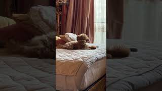 Лохматое чудо! Малыш - Симба. Мальтипу 🥰❤️ Забавные животные.  Maltipoo 🥰❤️ Funny animals.