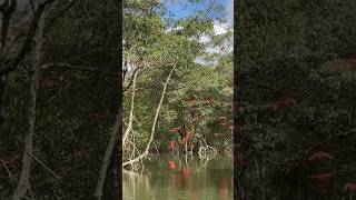 Guará vermelho