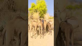 Camel Babys wait mother #viral #crazy #camel #animals #shortvideos #camellife #foryou #nature