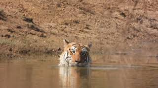 King of Tadoba in the water at Tadoba -March 2023