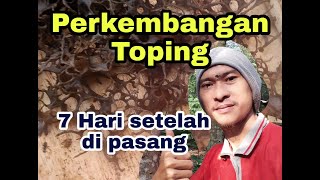 Perkembangan Toping madu setelah 7 hari di pasang (Trigona Itama)