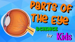 Parts of the Eye | Science for Kids