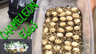 Check out how well the Chameleon Eggs are Incubating