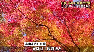 紅葉前線は岐阜・高山の市街地へ　モミジやイチョウが鮮やかに色づく　あと1週間ほどが見頃か (24/11/09 21:40)