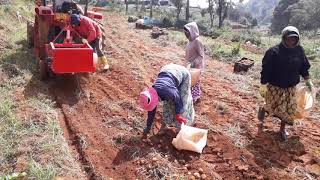 Potato Harvesting