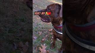 Gunnarr has spoken!!! #doglover #dog #guarddog #shortvideo #viral #family