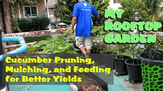 My Rooftop Garden: Cucumber Pruning, Mulching, and Feeding for Better Yields