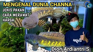 MENGENAL IKAN CHANNA