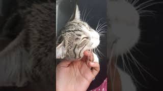 🔥Дует дует ветерок .Симпа.симба😎.кошки.милые котики.милые котята.😎