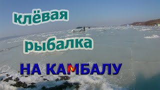 Клёвая рыбалка на камбалу в Тавричанке, Амурский залив.