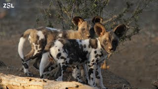 Urgent action needed to save African wild dogs