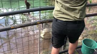 Crocodile Exercise - Feeding Goliath at Cairns Zoom and Wildlife Dome