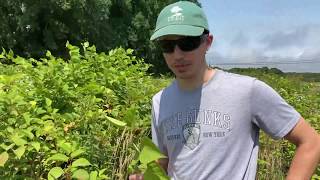 Invasive Identification - Japanese Knotweed