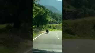 Bear spotted at aaliyar pollachi