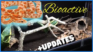 BIOACTIVE CORN SNAKE SETUP (& Updates On The New Reptile Room)