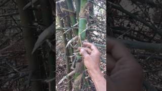 Ladder Bamboo | Coconut climbing ladder