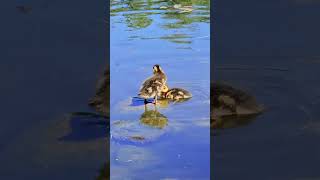 Ducklings in nature