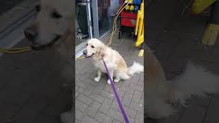 Greggs-loving Dog Protests When She's Not Allowed In || Dogtooth Media