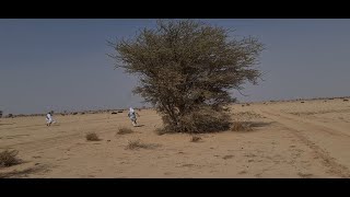 Chasing after Dhab in the Sahara Desert near Bîr Mogreïn at the Tiris Zemmour Region, Mauritania.