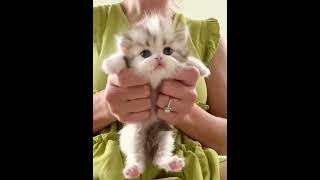 cute cat actions#dogs #trending #cats #animals #youtubeshorts #animalcompanions #shorts