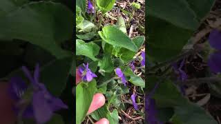 #asmr #shorts #flowers ✨wild blue violets 💜🌿🐶 #spring #herbs #wildedibles