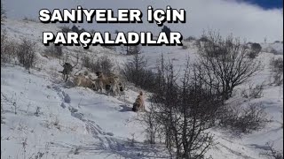 KÖPEKLER ORMANDA YAKALADIKLARI TAVŞANI SANİYLER İÇİN YOK ETTİLER