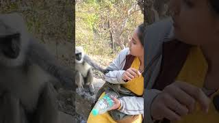 Langur ji ने घेर लिया