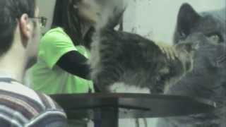 17th International Cat Show (greece) - 17η Διεθνης Εκθεση Γατας