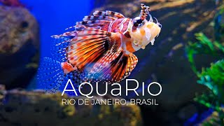 AquaRio - Rio de Janeiro, Brasil - 4K