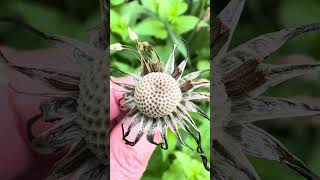 Amazing Iowa Neighborhood Walk (Early May): Saturday after a severe thunderstorm