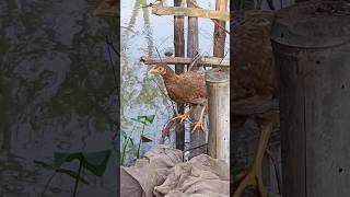 Indian Game Chicken breed #chicken#india#shortvideo#shorts#short#birds#youtubeshorts