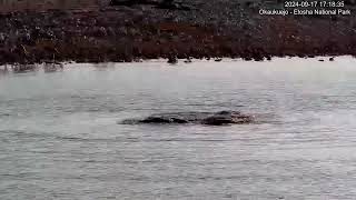 Elephant disappears in the Okaukuejo Waterhole!