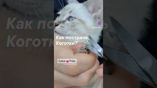 Меконгский бобтейл как постричь когти кошке #mekongbobtail #меконгскийбобтейл