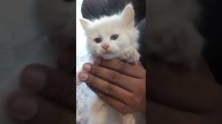 Baby Cats - Cute and Funny Cat Videos