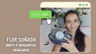 5 SUCULENTAS REGALADAS | Flor Soñada