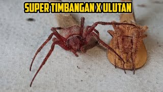 Bagong Timplang Gamot gaano ngaba ka epektibo 2Drops lang.