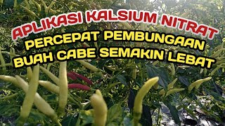 L. SOLUSI TEPAT‼️MAKSIMALKAN PEMBUNGAAN DAN MELEBATKAN BUAH CABE