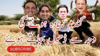 گندم کا ریٹ زیادہ ہونے کی وجہ سے ڈھول بجاتے ہوئے| Nawaz Sharif | Imran Khan | Bilawal | Asif Zardari