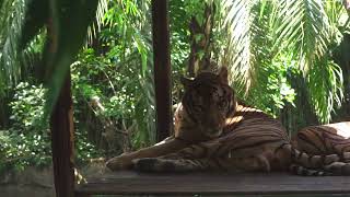 Tiger| Wild |Nature |