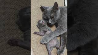 Aww, So Sweet Kitty Cats Adorable Cats Shorts Videos Compilations 😺😘😘 -EPS1134 #cutest #babyanimals