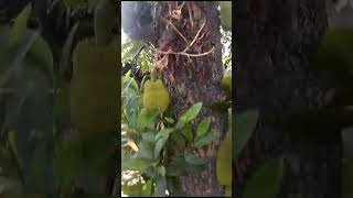 Buah Nangka Kering Berjatuhan Saat Musim Kemarau#pohonnangka #buahnangka #nangka #jackfruit