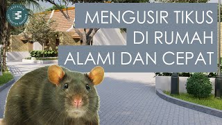 17 CARA MENGUSIR TIKUS DIRUMAH SECARA ALAMI DAN CEPAT - KONTRAKTOR BANGUNAN JOGJA