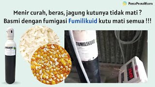 Menir curah, beras, jagung kutunya tidak mati basmi dengan fumigasi fumilikuid kutu mati semua 100%