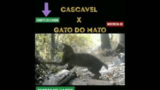 Confronto de cascavel a Gato lince /🐈🐈🐍🐍