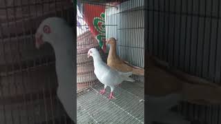 Bahawalpur Pigeon beautiful pigeon - Breeder couple - Breeder pigeon - Breeder pair